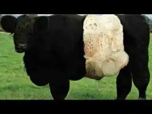 Video: MOST Incredible Black & White Creatures